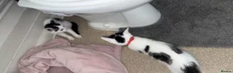 Mixed Breed cats for sale: Female Kittens  - Advert 12