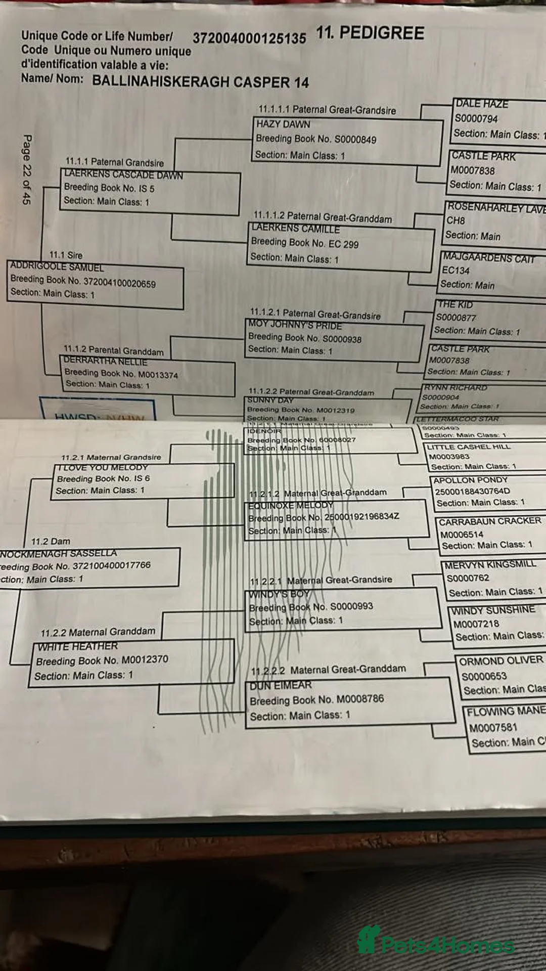 Connemara horses for sale: Reg Connemara gelding  - Advert 3