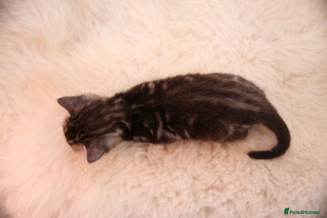Bengal cats for sale: Adorable Snow / Charcoal Bengal kittens for sale - Advert 10