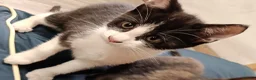 British Shorthair cats for sale: 4 beautiful male kittens needing good homes in Crewe - Advert 11