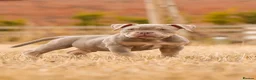 American Bully dogs for sale: Micro  Exotic  bullies - Advert 12