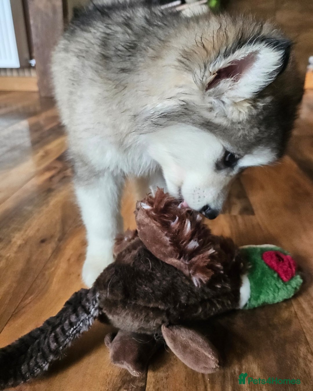 Alaskan Malamute dogs for sale:  Full Alaskan Malamute puppy  - Advert 27