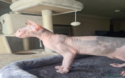 Sphynx cats for sale: Sphynx Kittens - Image 4