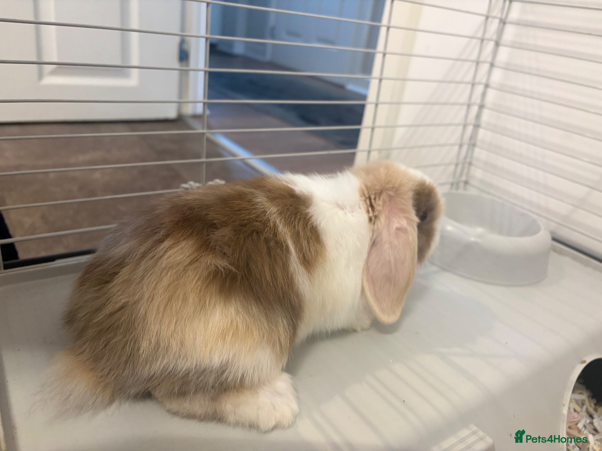 Mini Lop rabbits Mini lops **x2 now available due to time wasters** - Advert 13