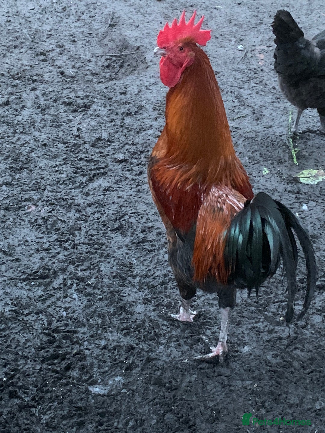 Chickens poultry for sale: French Maran  - Advert 4