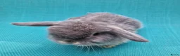 Mini Lop rabbits for sale: Baby male mini lops - Advert 7