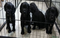 Cocker Spaniel dogs for sale: Working cocker spaniels - Advert 4