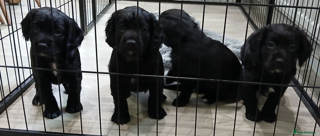 Cocker Spaniel dogs for sale: Working cocker spaniels - Advert 4