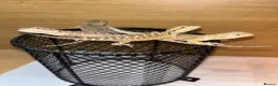 Bearded Dragon reptiles for sale: Friendly baby bearded dragons - Advert 3