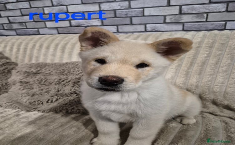 Mixed Breed dogs - Advert 1