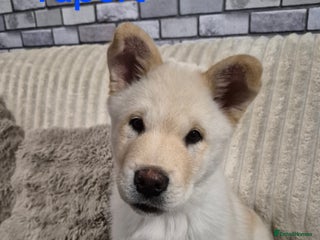 Mixed Breed dogs - Advert 14
