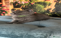 British Shorthair cats for sale: Beautiful British shorthair kittens 🐱 🥰 - Advert 20