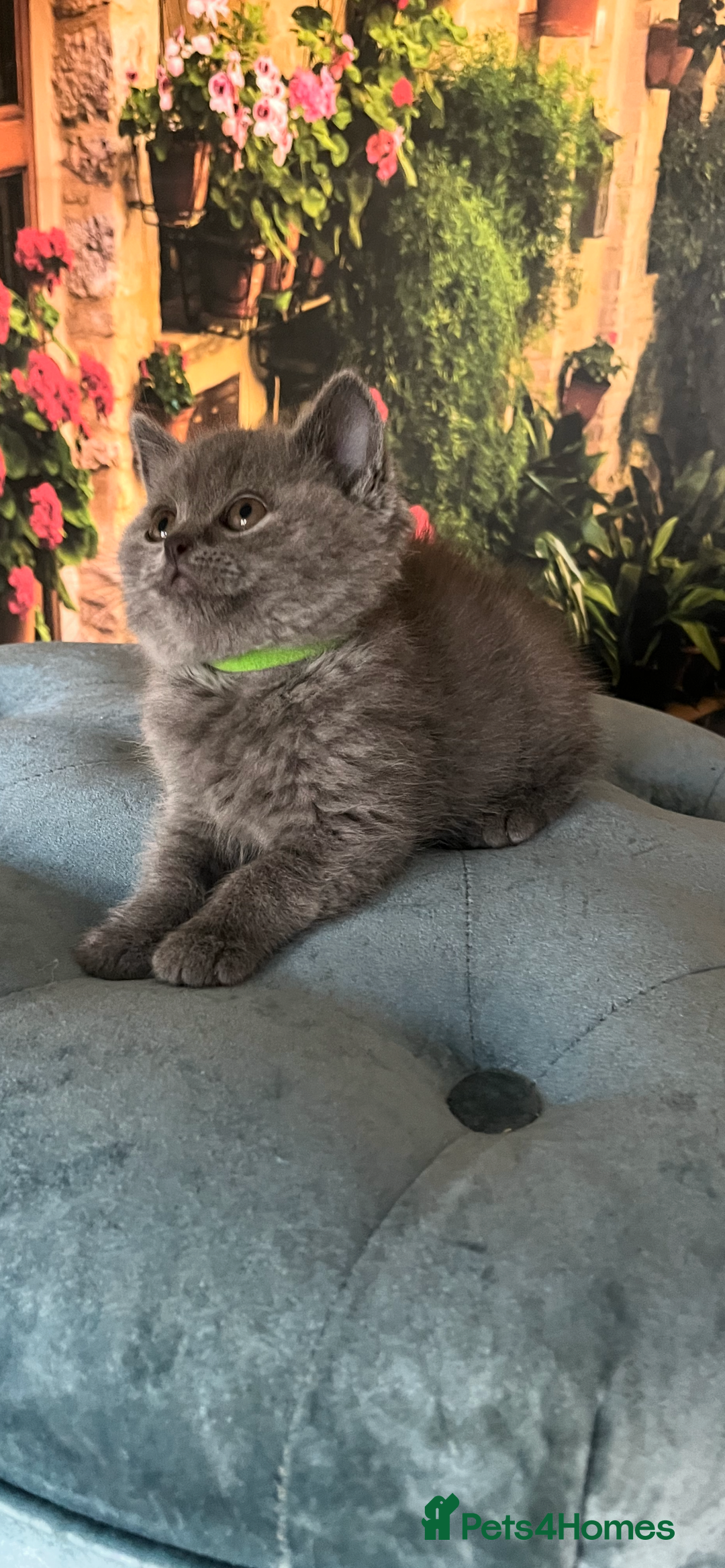 British Shorthair cats for sale: Beautiful British shorthair kittens 🐱 🥰 - Advert 20