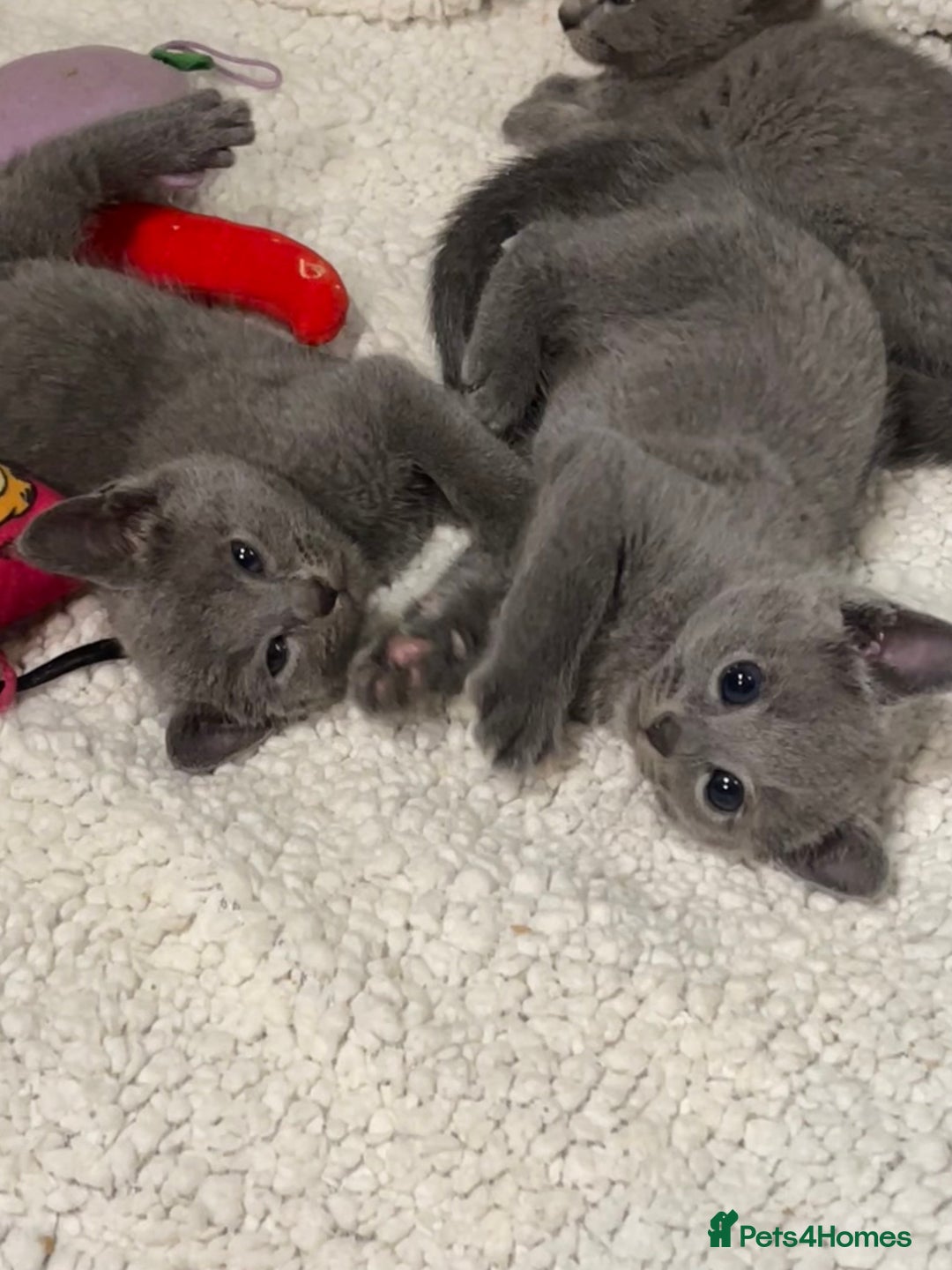 Russian Blue cats for sale: Pure Russian Blue Kittens  - Advert 12