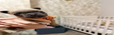 French Bulldog 1