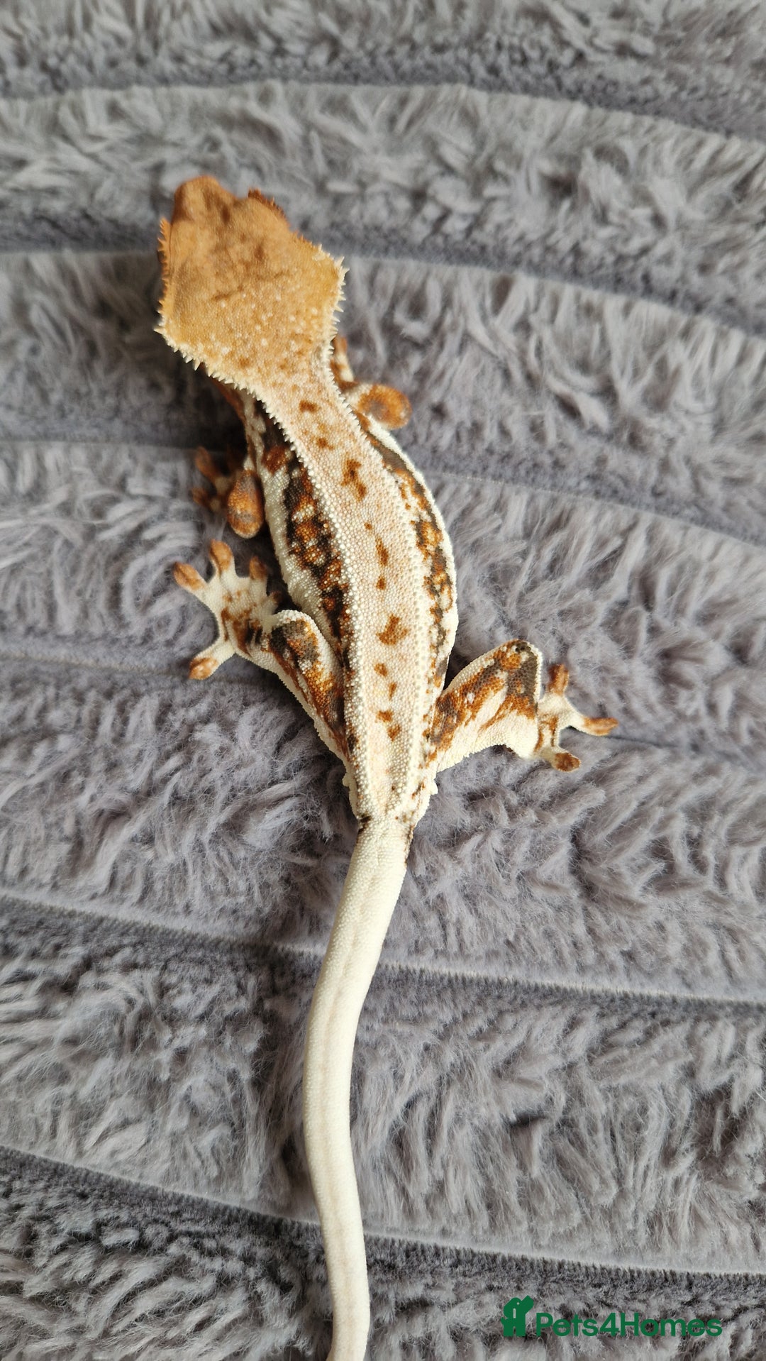 Gecko reptiles for sale: lily white crested geckos for sale - Image 3