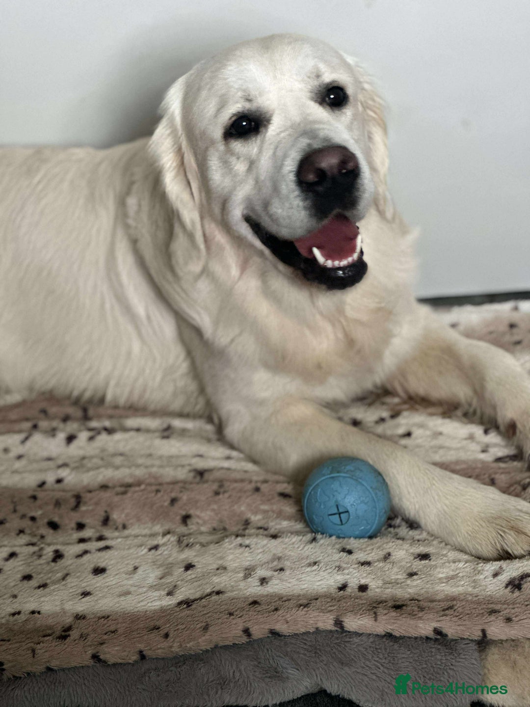 Golden Retriever dogs for stud: KC DNA tested white Boy avialable for Stud - Advert 4