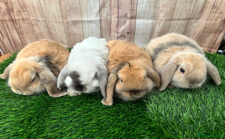 Mini Lop rabbits - Advert 12