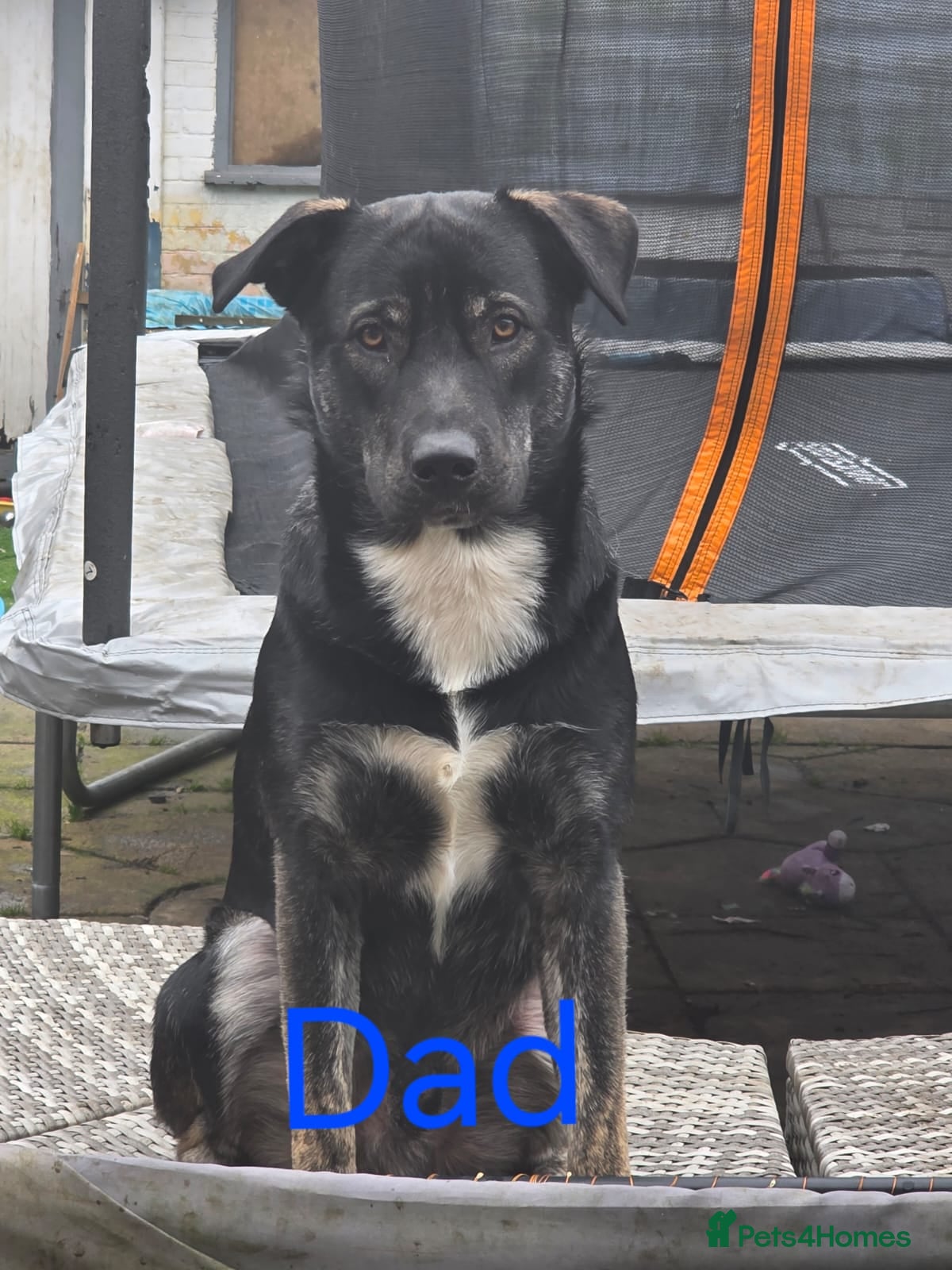 Mixed Breed dogs Husky cross staffy puppies  - Advert 2