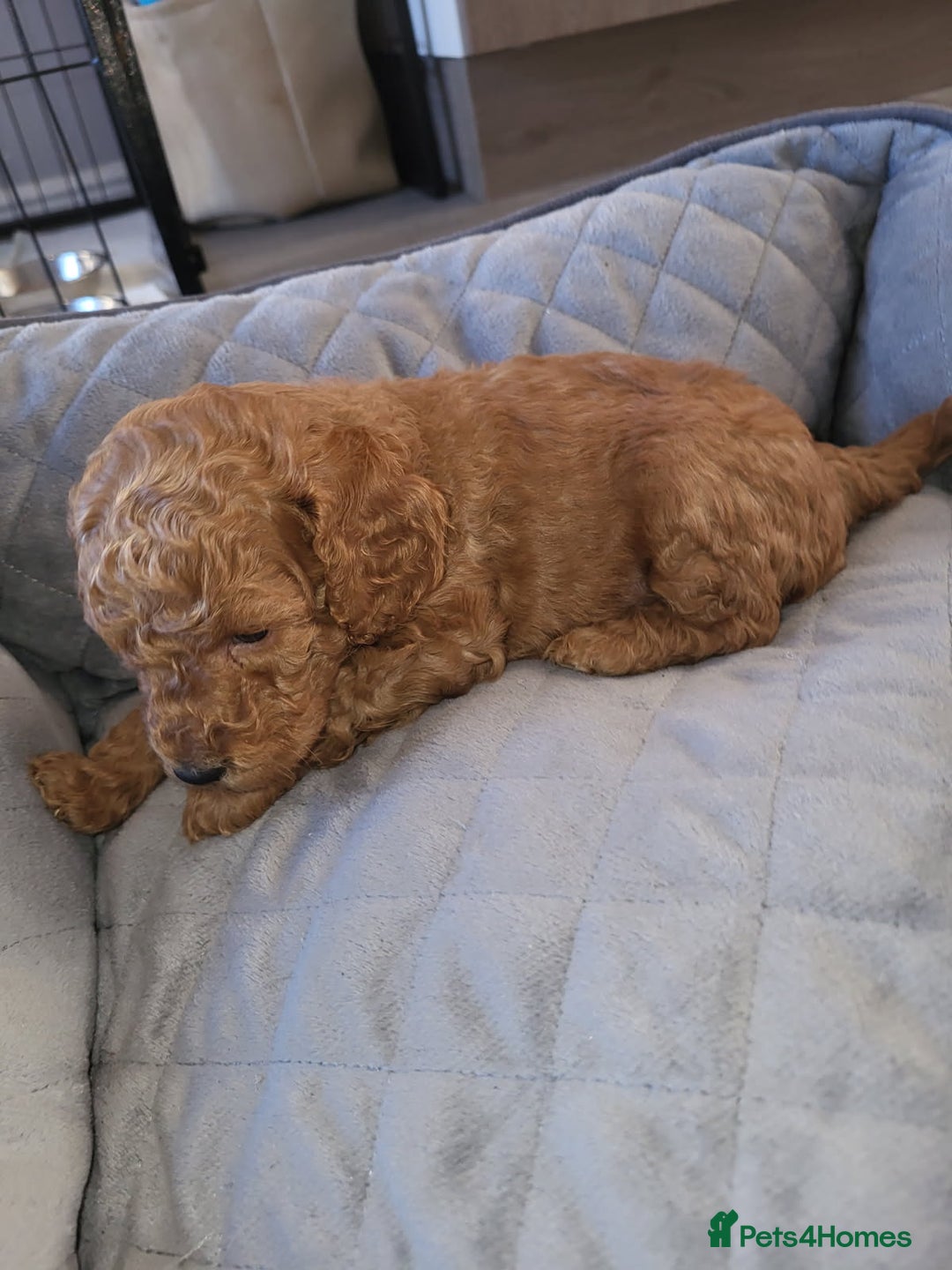 Cockapoo dogs for sale: 1 LEFT Toy f1b cokapoos🐶🐶 - Advert 35