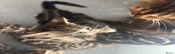 Bengal cats for sale: Kittens ready now  in Cramlington - Advert 10