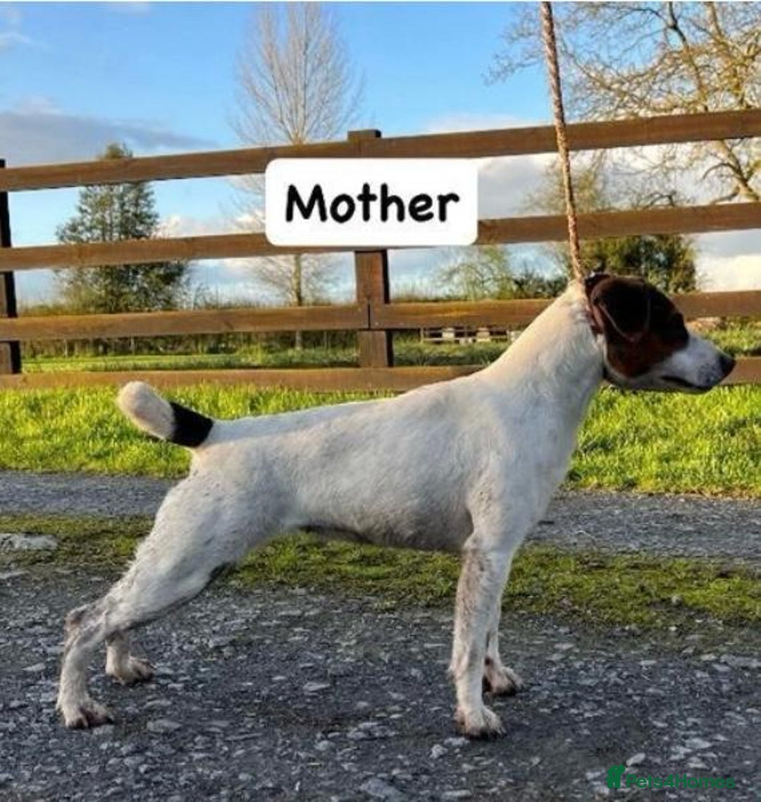Mixed Breed dogs for sale: Jack Russell pups - Image 5