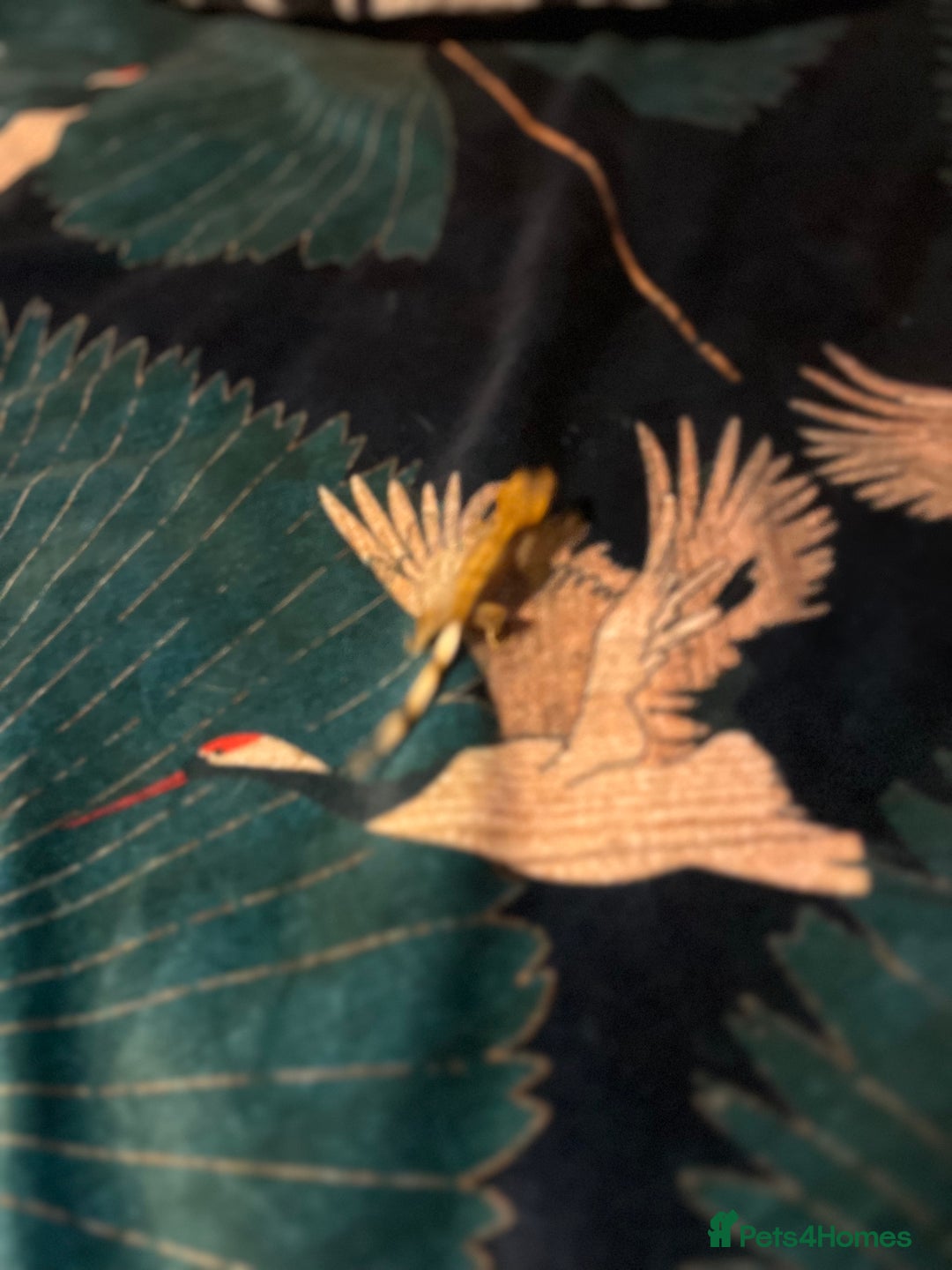 Gecko reptiles for sale: Crested gecko babies  - Advert 19