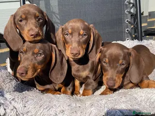 Dachshund dogs Dachshund Puppies for Sale - Advert 1