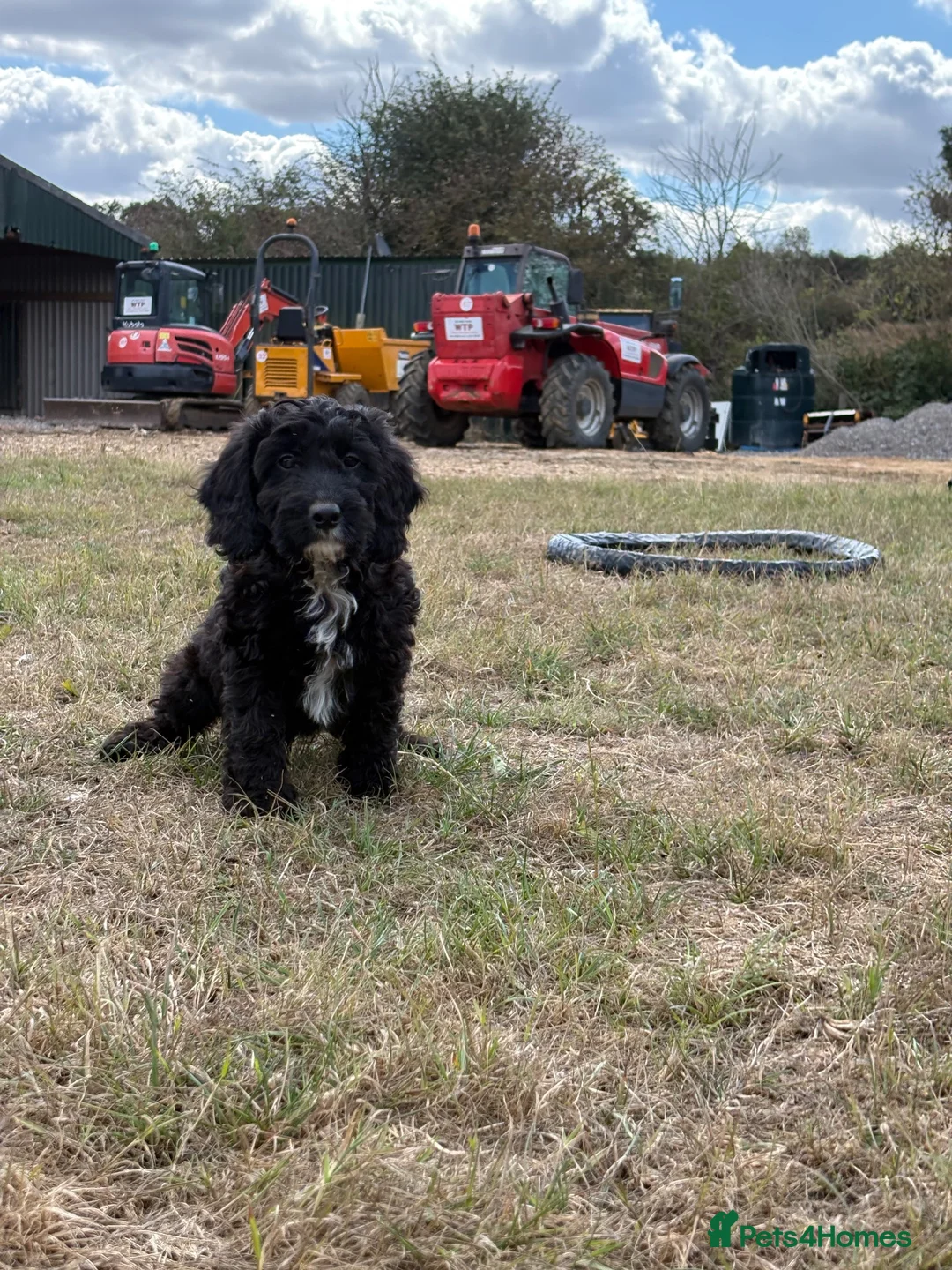 Cockapoo dogs for sale: READY TO LEAVE! 1 male cockapoo!  in Daventry - Advert 2