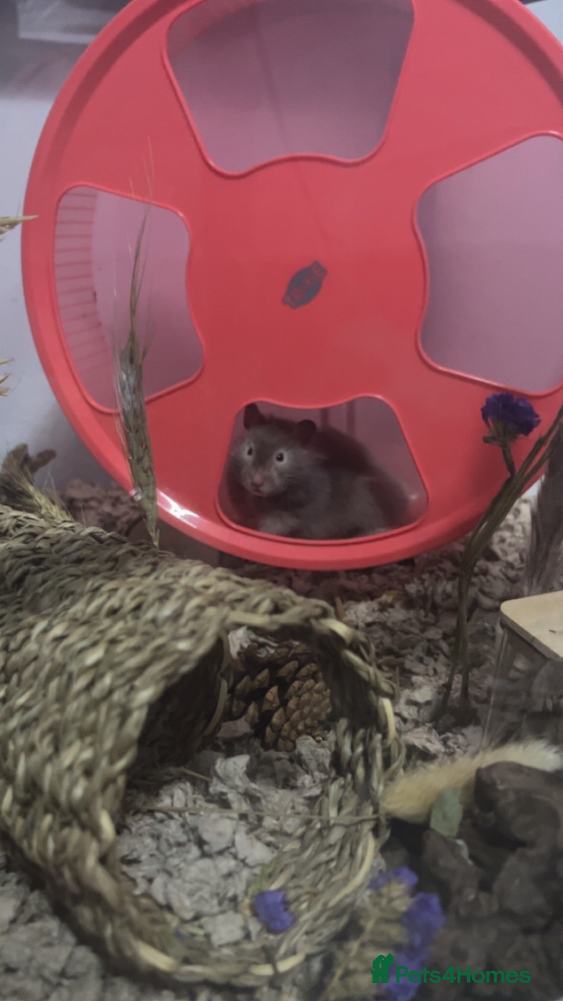 Hamster rodents beautiful grey sable coloured hamster - Advert 4