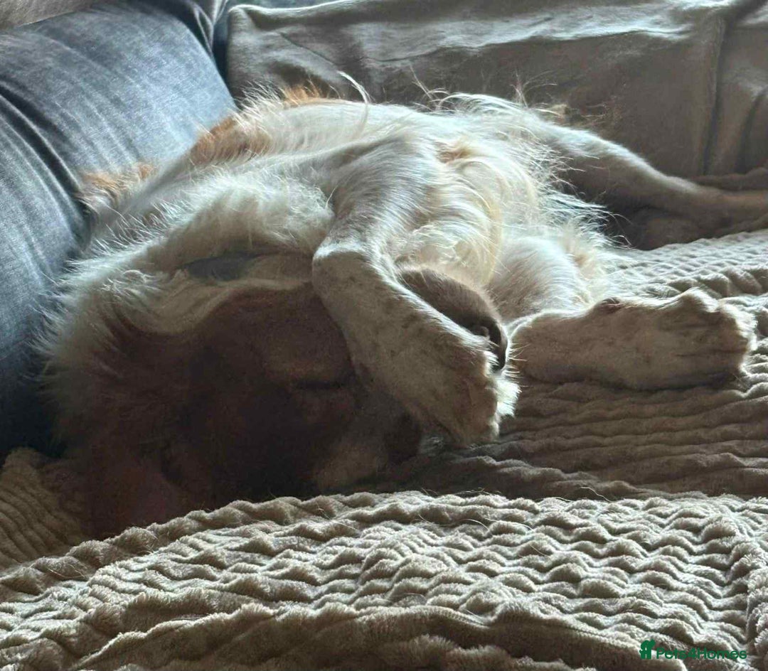 Brittany Spaniel dogs for adoption: Lovely gentle boy, Rudolph in foster in Solihull - Advert 3