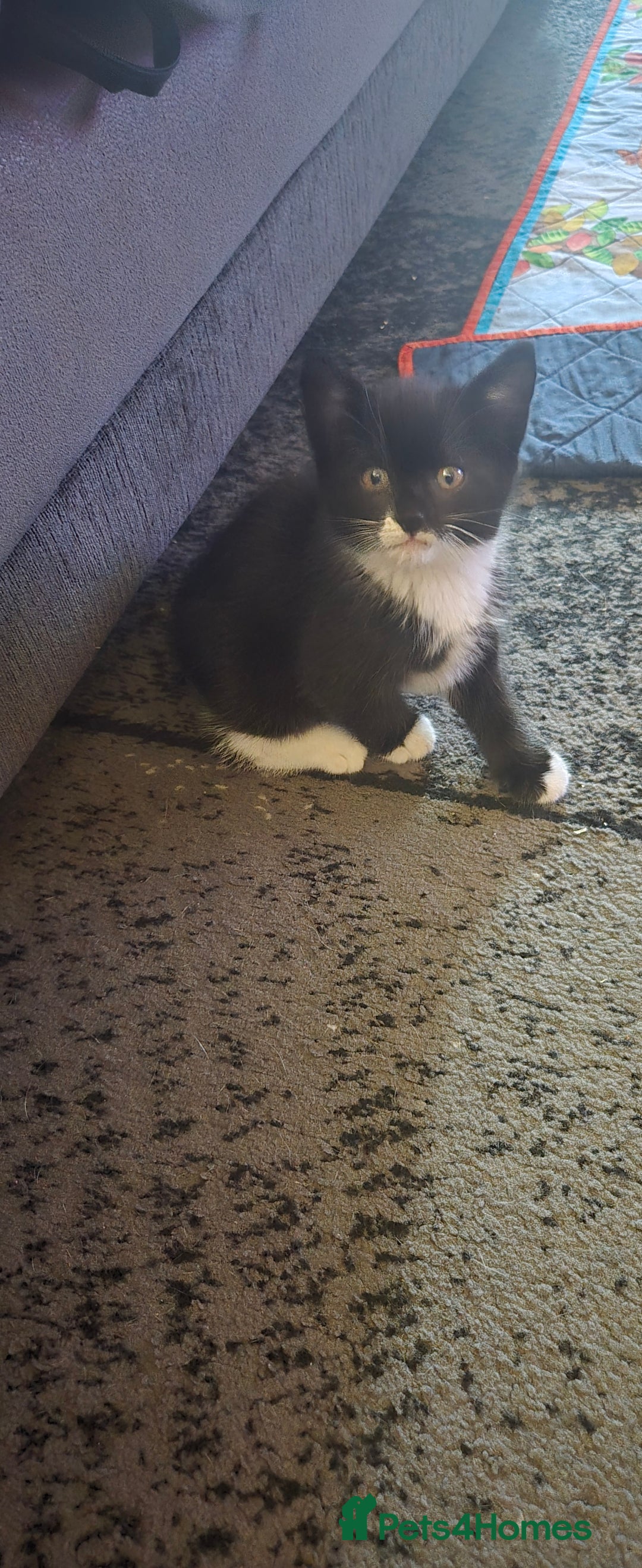 Mixed Breed cats for sale: 3 kittens looking for their forever homes.  - Image 19