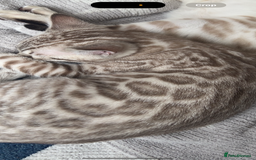 Bengal cats for sale: Stunning championship line snow mink Bengal  - Image 2