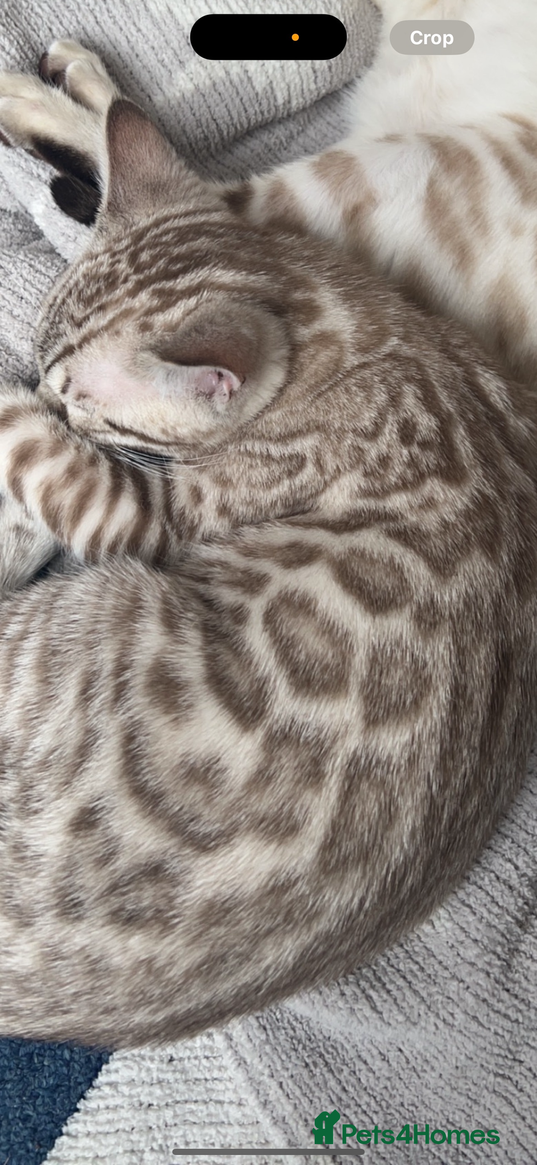 Bengal cats for sale: Stunning championship line snow mink Bengal  - Image 2