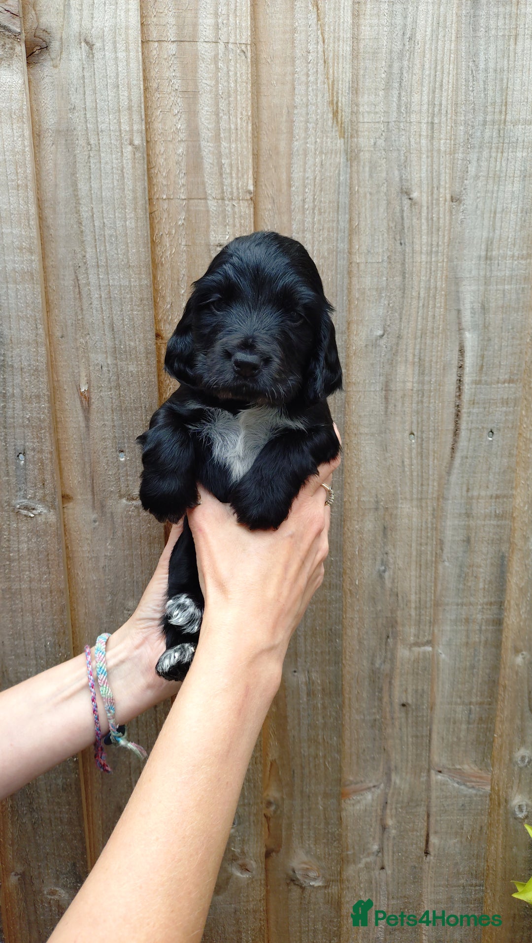 Cocker Spaniel dogs for sale: KC reg show cocker spaniel puppies - Image 16