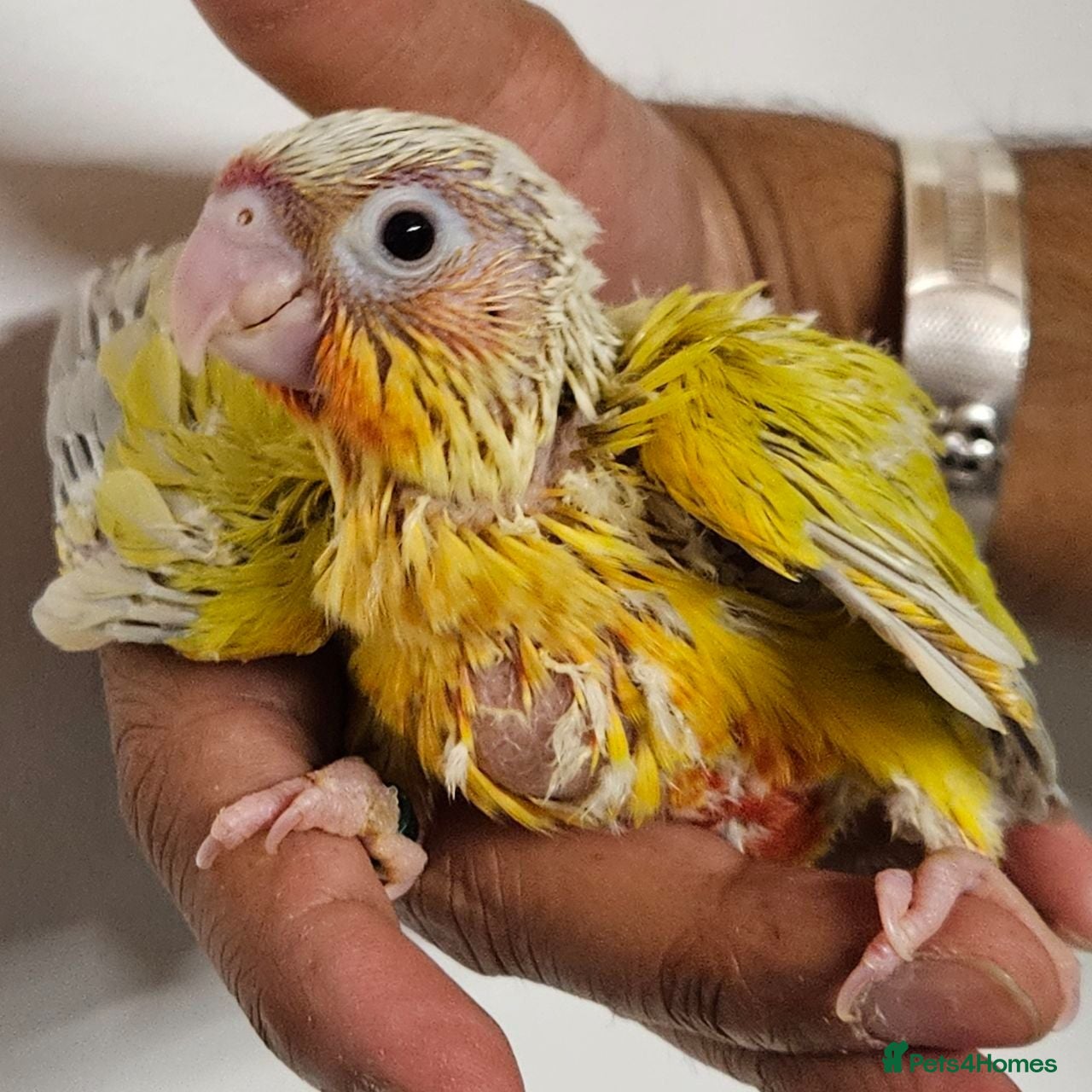 Conures birds Handreared and tame baby conure parrots - Advert 23