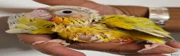 Conures birds for sale: Handreared and tame baby conure parrots - Advert 1