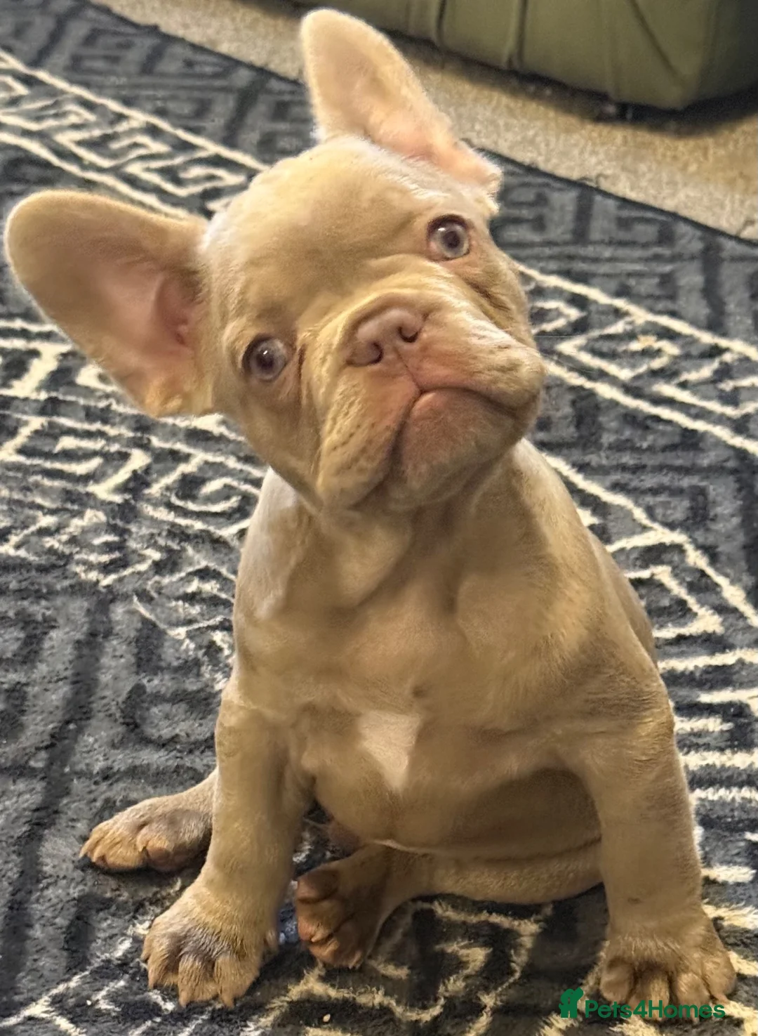French Bulldog dogs for sale: French Bulldog Puppies  - Advert 2