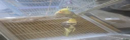Cockatiels birds for sale: Fully grown cockatiels pair in Oldham - Advert 5