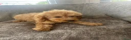 Cockapoo dogs for sale: Teddy bear cockapoos  - Advert 5