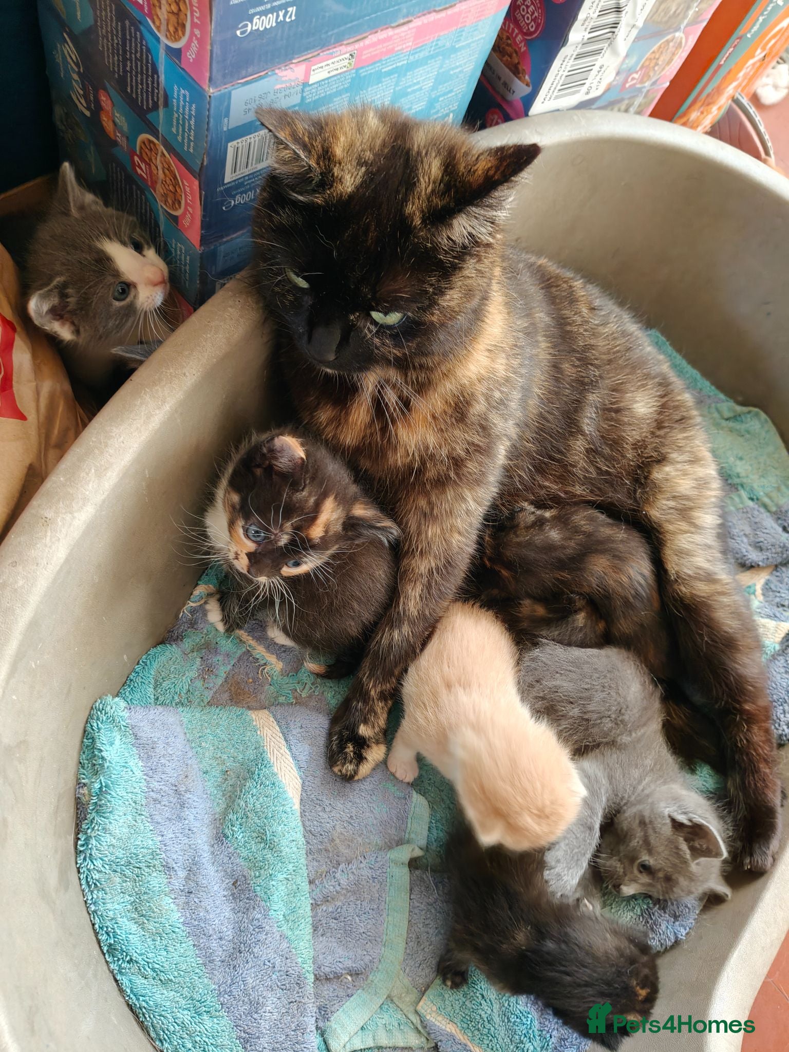 Mixed Breed cats Gorgeous kittens - Advert 1