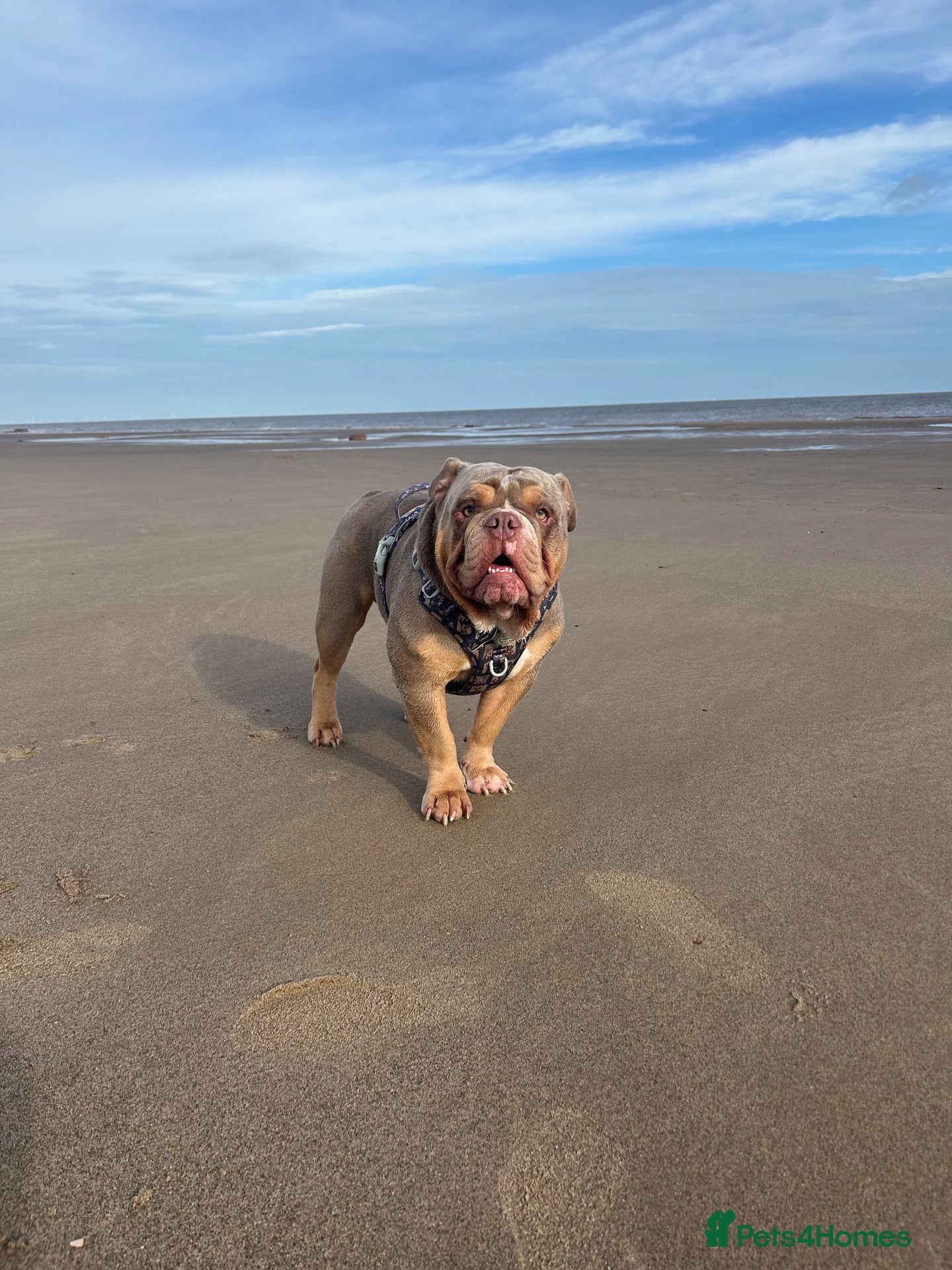 Olde English Bulldogge dogs for stud: PROVEN “BIG REG” Lilac-Tri Olde English Bulldog - Advert 11