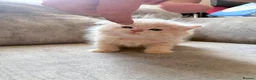 Mixed Breed cats for sale: Beautiful Persian cross kittens  - Advert 17