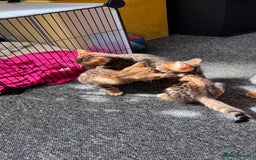 Bengal cats for sale: Bengal kittens Pure just born - Image 5