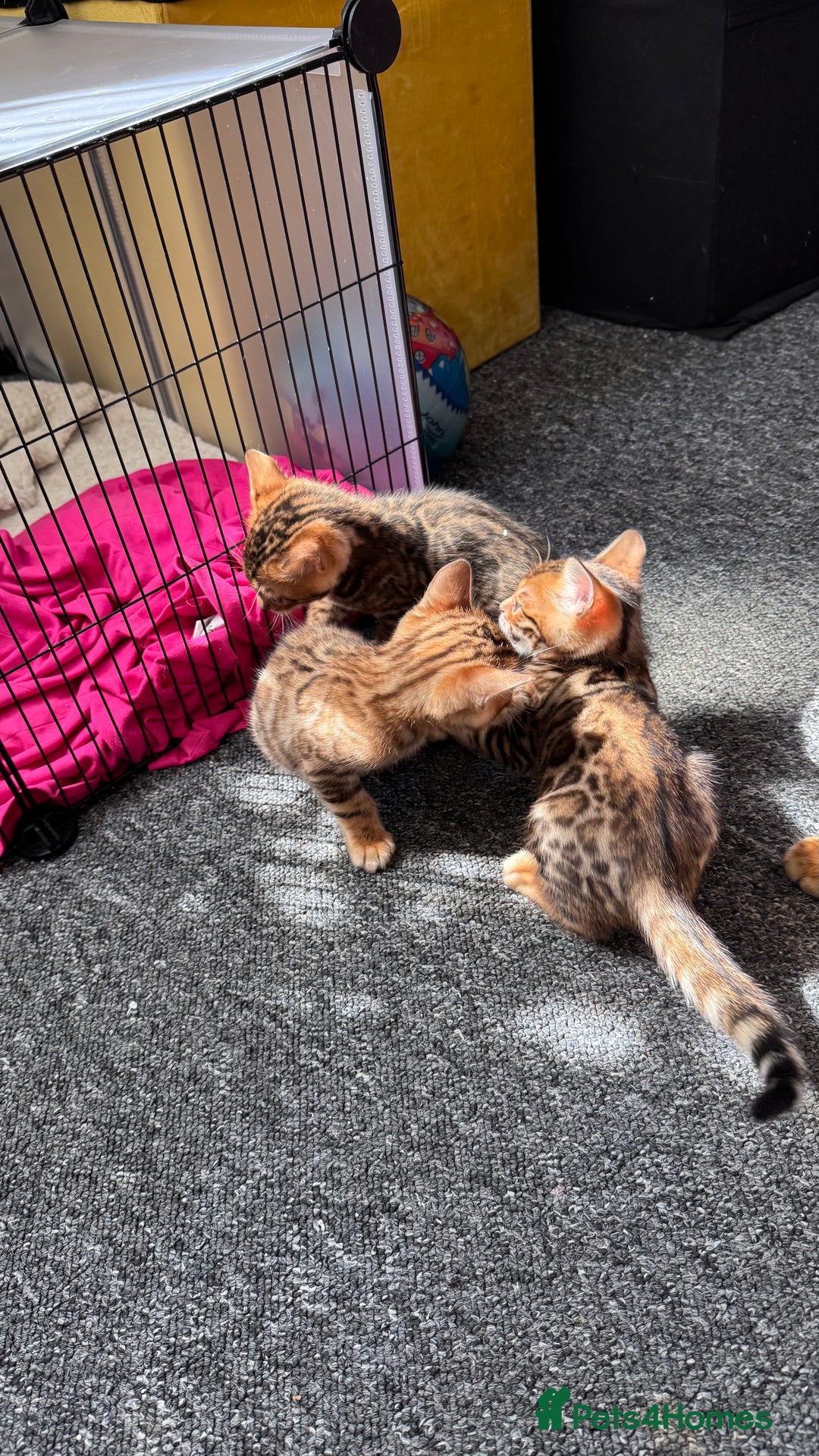 Bengal cats for sale: Bengal kittens Pure just born - Image 5