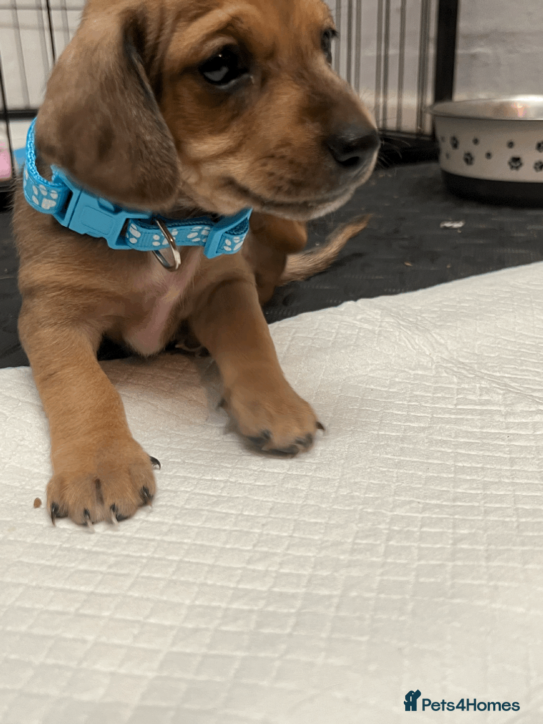 Mixed Breed dogs for sale: Maltese Cross Miniature Dachshund  - Image 6