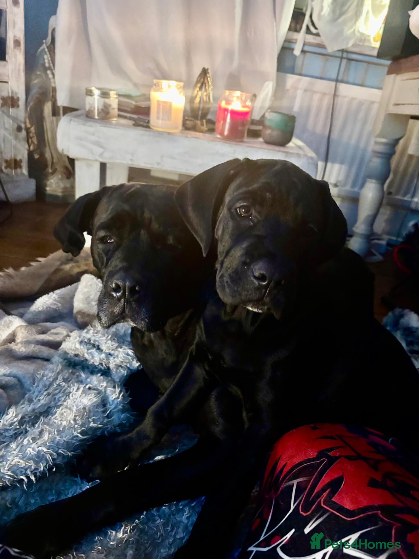 Mixed Breed dogs Styunning Cane Corso / Bullmasitff mix Puppies  - Advert 1