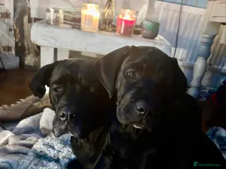 Mixed Breed dogs Styunning Cane Corso / Bullmasitff mix Puppies - Advert 1