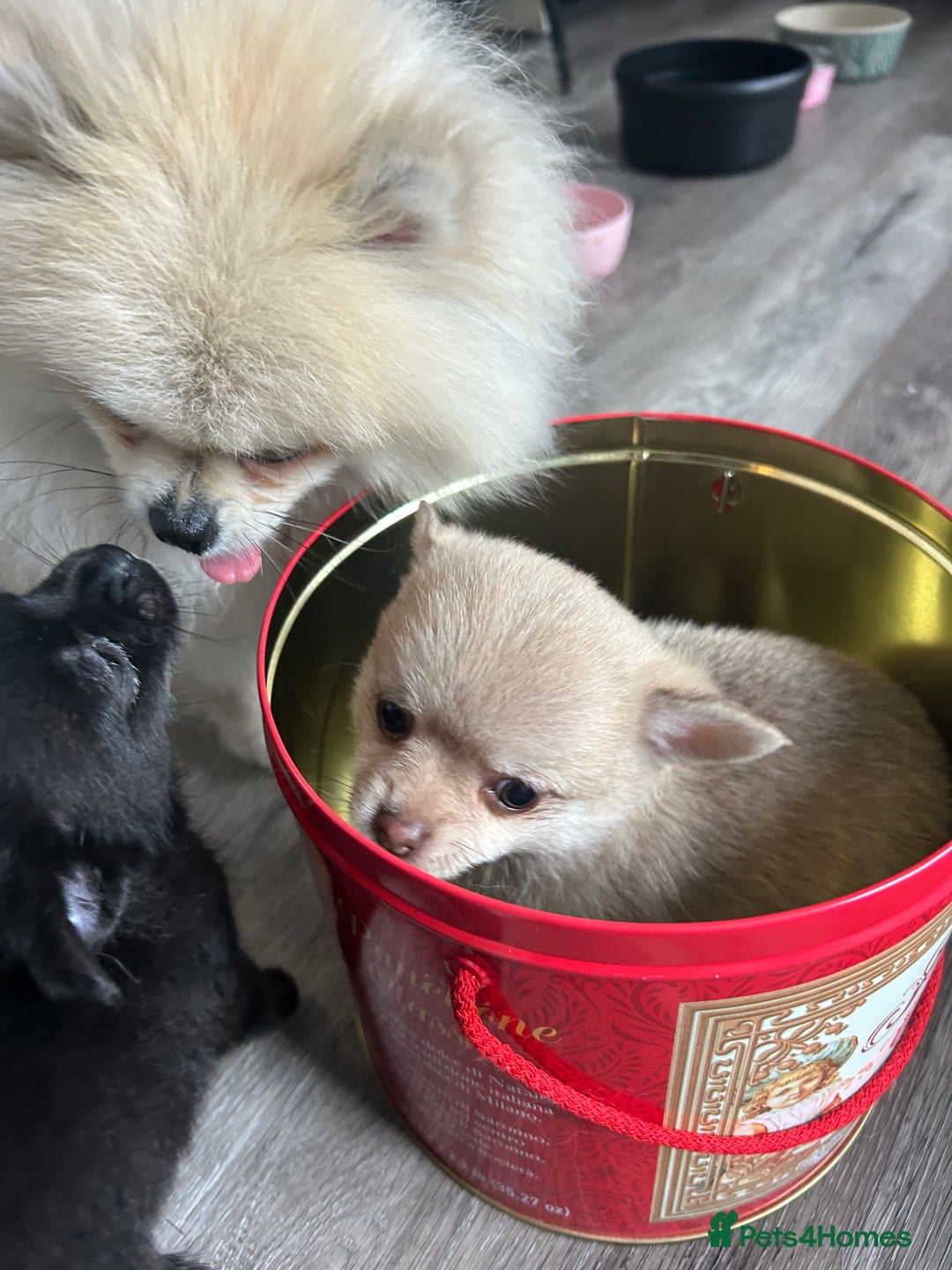 Chihuahua dogs for sale: READY NOW chihuahua x Pom puppies  - Image 30