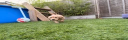 Golden Retriever dogs for sale: KC registered Golden Retriever  - Advert 5